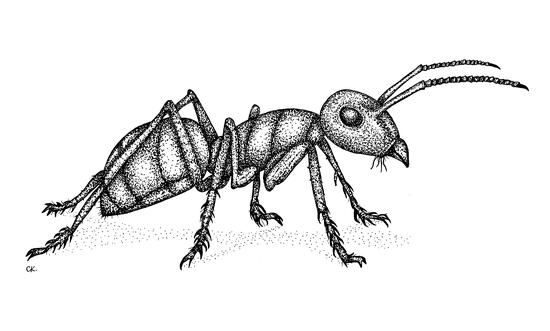 Ant