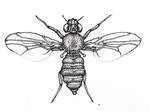 Drosophila