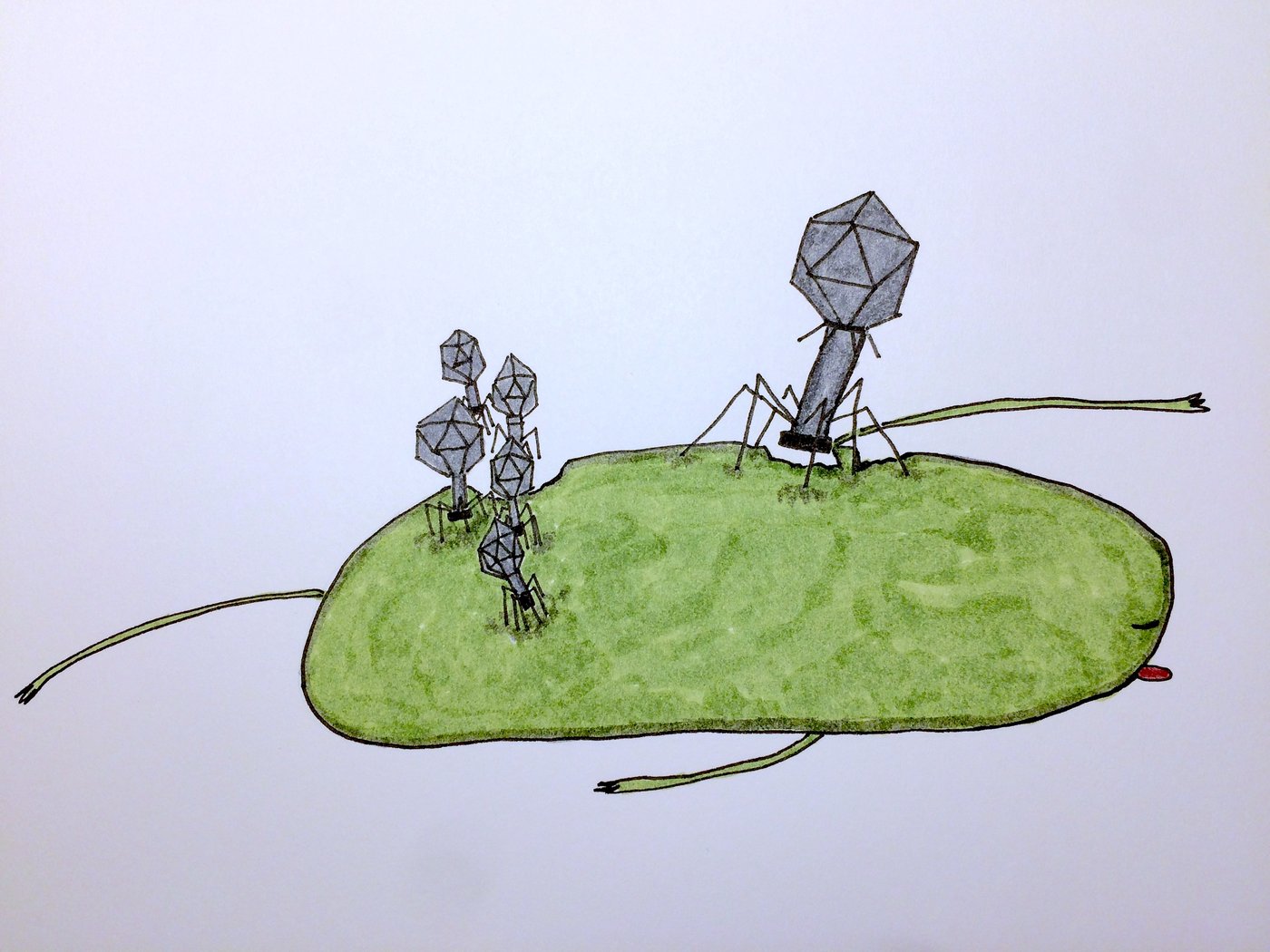 Drawing of a bacteriophage on a bacterium