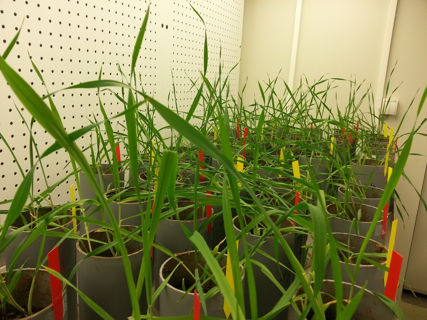 Barley pots in a greenhouse