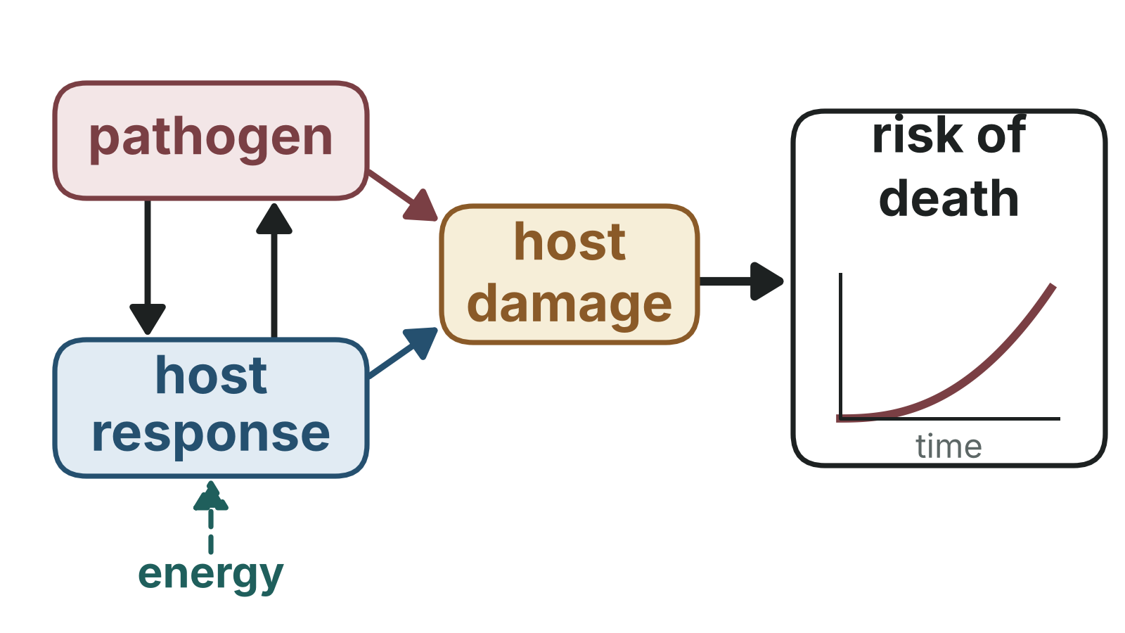 Pathogen and host response affect each other; both cause host damage, which drives a risk of death that rises over time; energy feeds into the host response